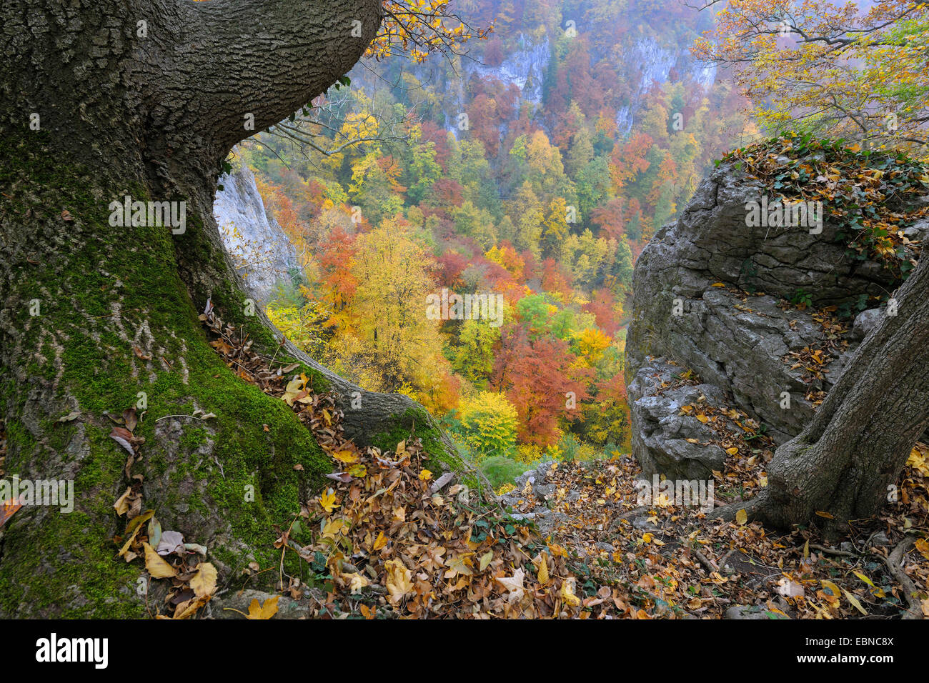 Riserva della biosfera Schwaebische Alb in autunno, GERMANIA Baden-Wuerttemberg Foto Stock