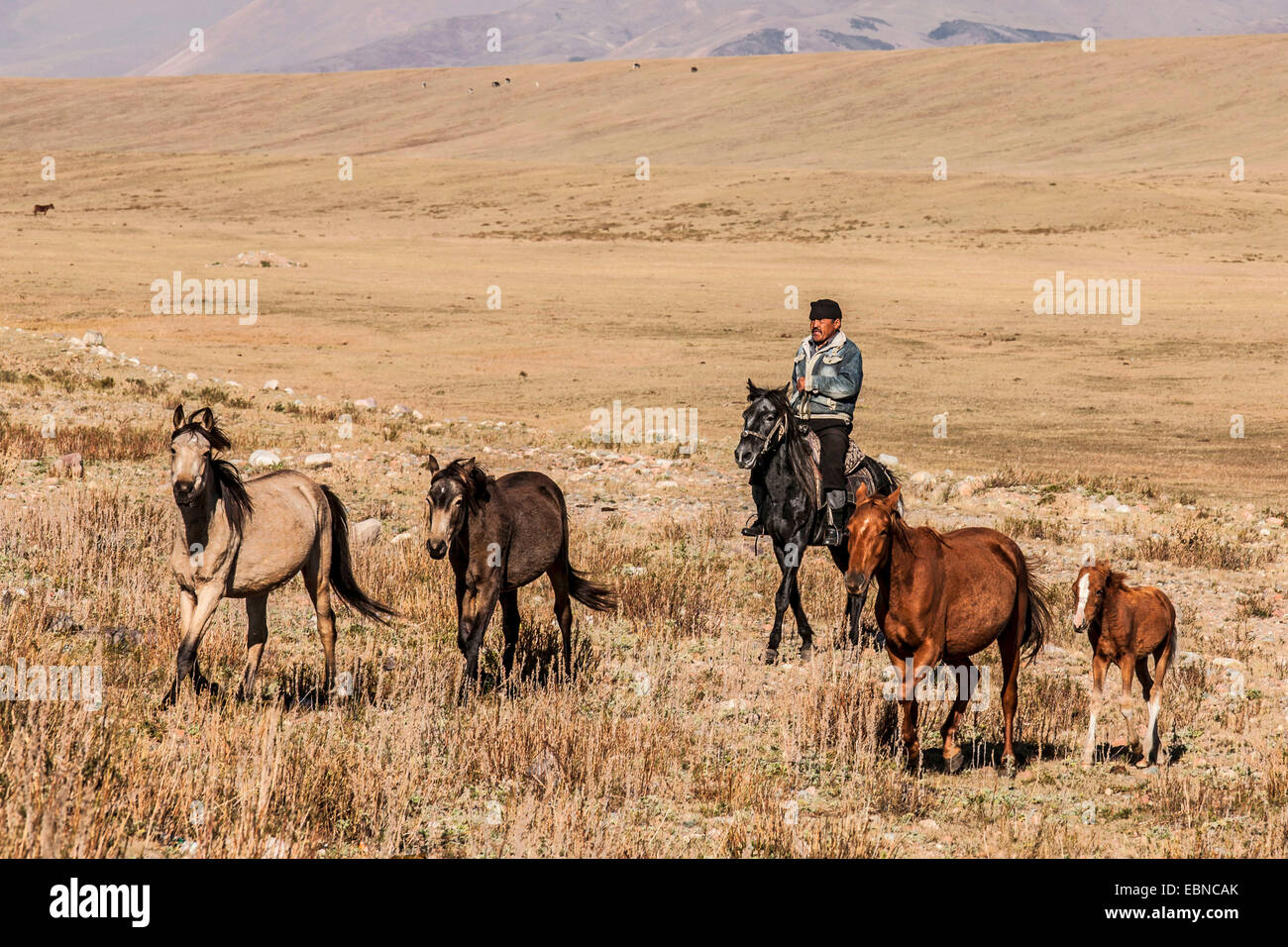 Pastore con cavalli nella steppa, Kirghizistan, Djalalabad, Taskoemuer Foto Stock
