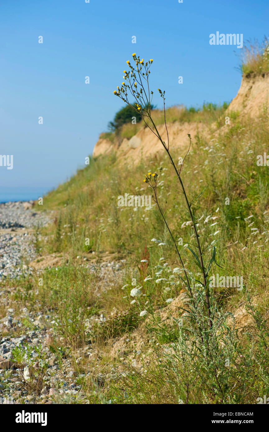 Marsh sow-thistle (Sonchus palustris), fioritura su una duna al Mar Baltico, Germania, Schoenhagen Foto Stock