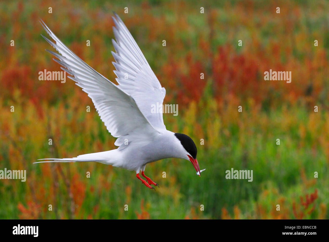 Arctic Tern (sterna paradisaea), con la preda in bill, Regno Unito, Inghilterra, farne Islands Foto Stock