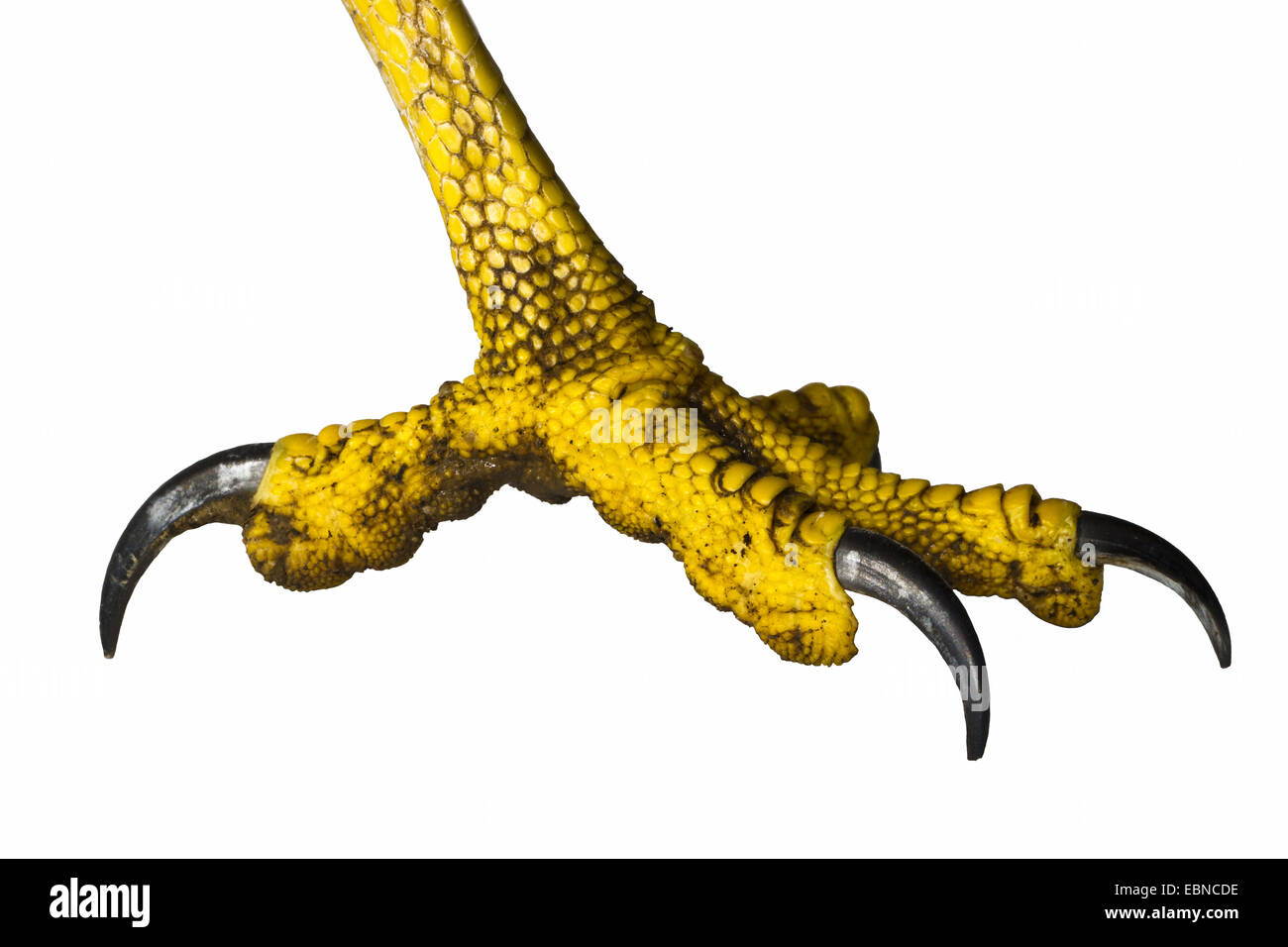Eurasian poiana (Buteo buteo), il piede di una poiana eurasiatica davanti a uno sfondo bianco, Germania Foto Stock