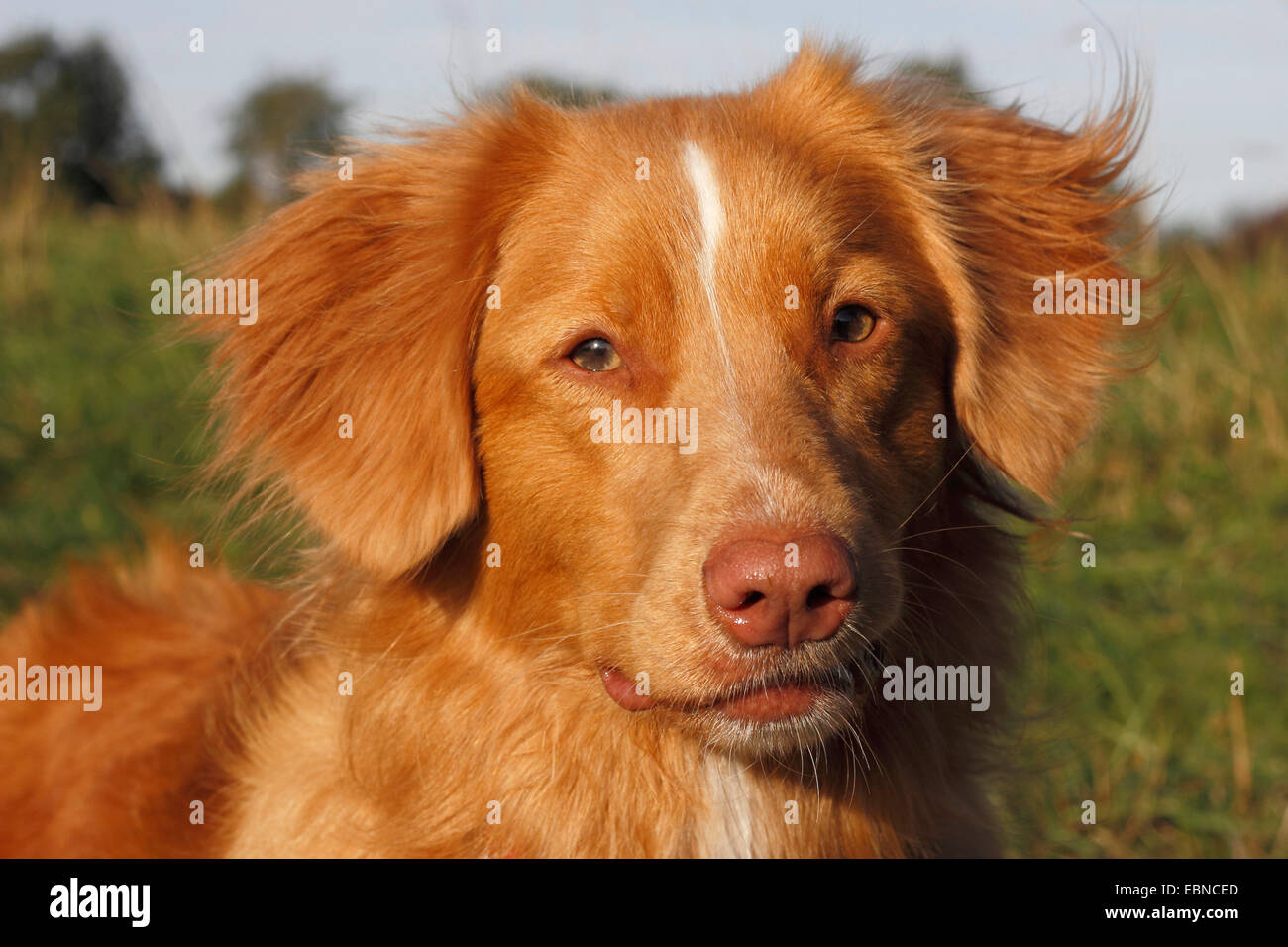 Nova Scotia Duck Tolling Retriever (Canis lupus f. familiaris), ritratto, Germania Foto Stock