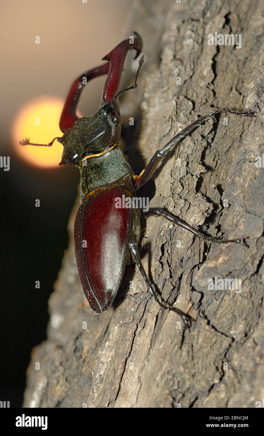 Stag beetle, Europeo stag beetle (lucanus cervus), stag beetle nella parte anteriore del sole di setting, in Germania, in Renania settentrionale-Vestfalia Foto Stock