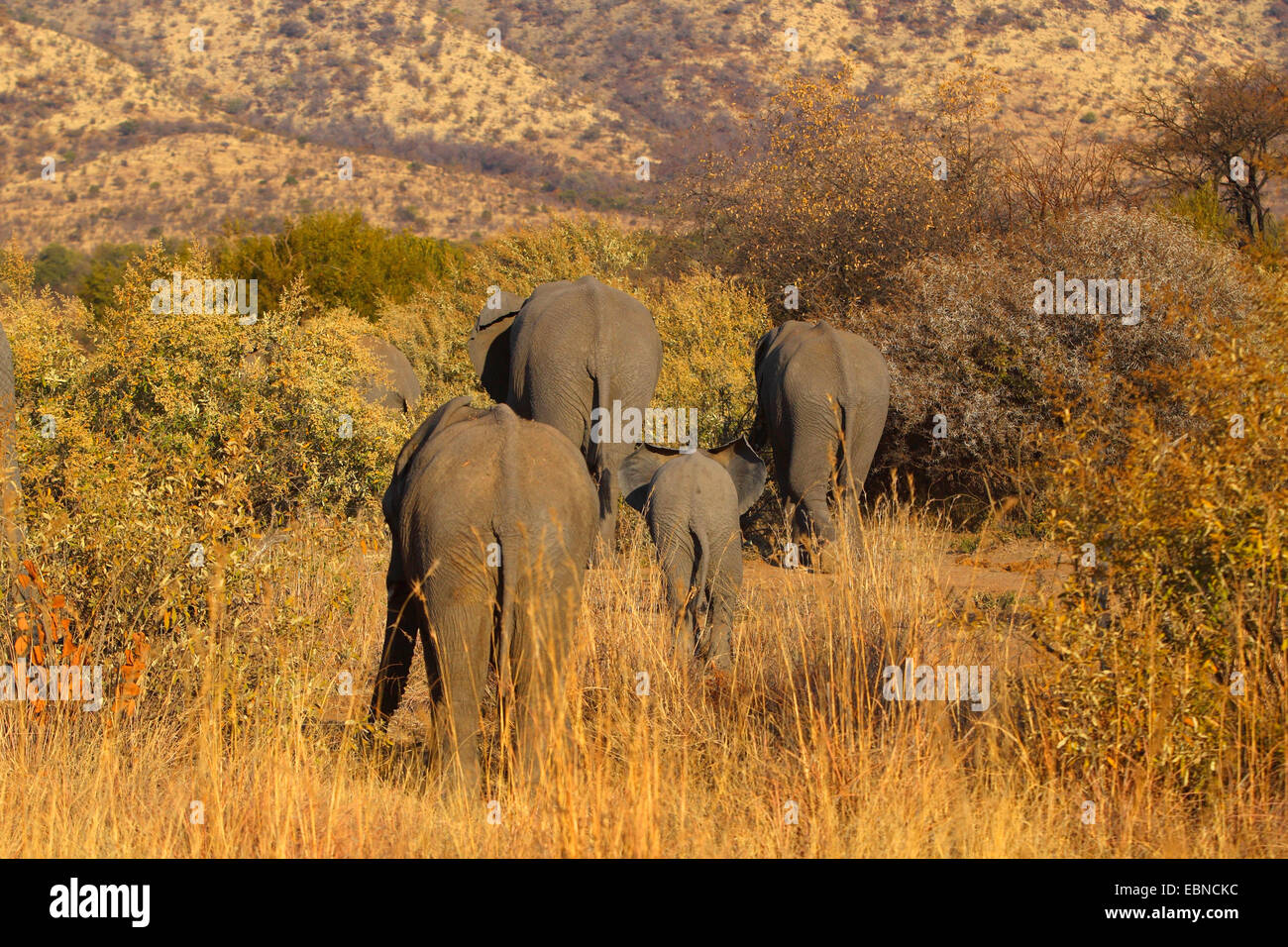 Elefante africano (Loxodonta africana), famiglia entra nel bosco ceduo di legno, Sud Africa, Parco Nazionale di Pilanesberg Foto Stock