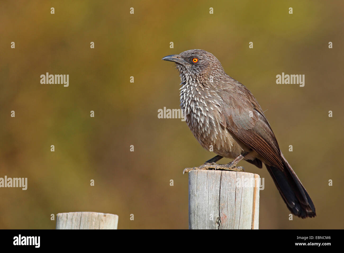 Contrassegnate da una freccia (babbler Turdoides jardineii), seduto su un fencepost, Sud Africa, Parco Nazionale di Pilanesberg Foto Stock