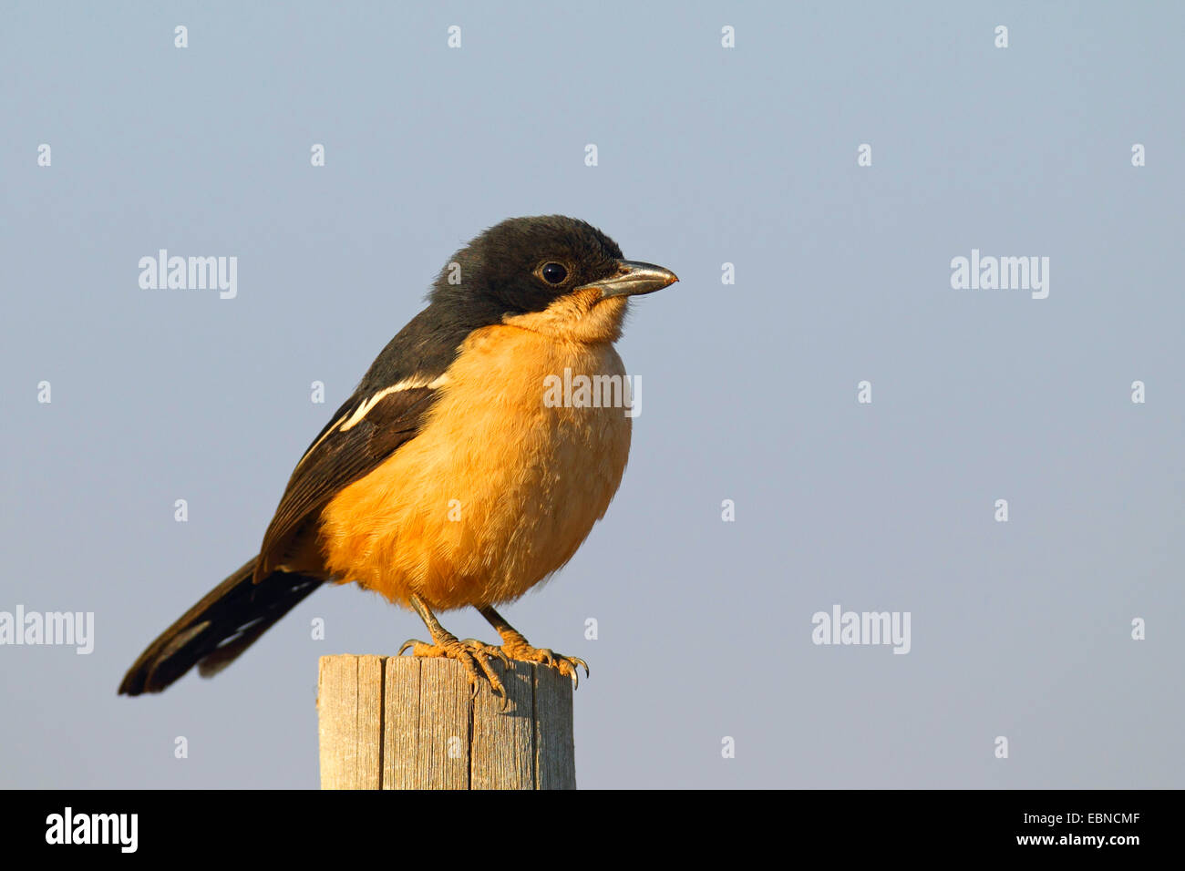 Southern Boubou (Laniarius ferrugineus), seduto su un fencepost, Sud Africa, Parco Nazionale di Pilanesberg Foto Stock