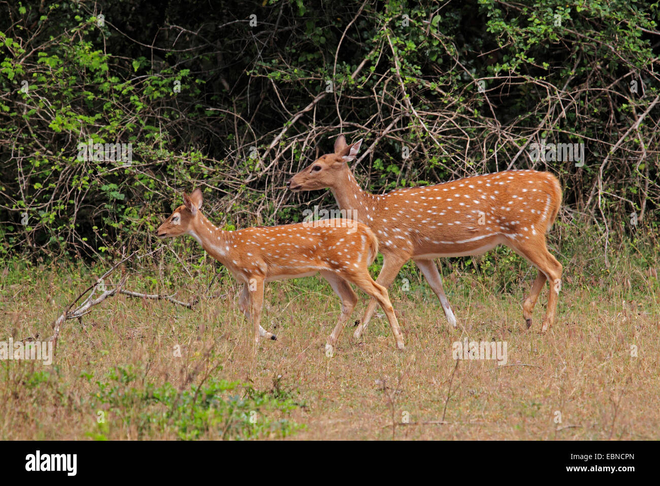 Avvistato cervi asse, cervi, chital (asse asse, Cervus asse), femmina con capretta, Sri Lanka, Yala National Park Foto Stock