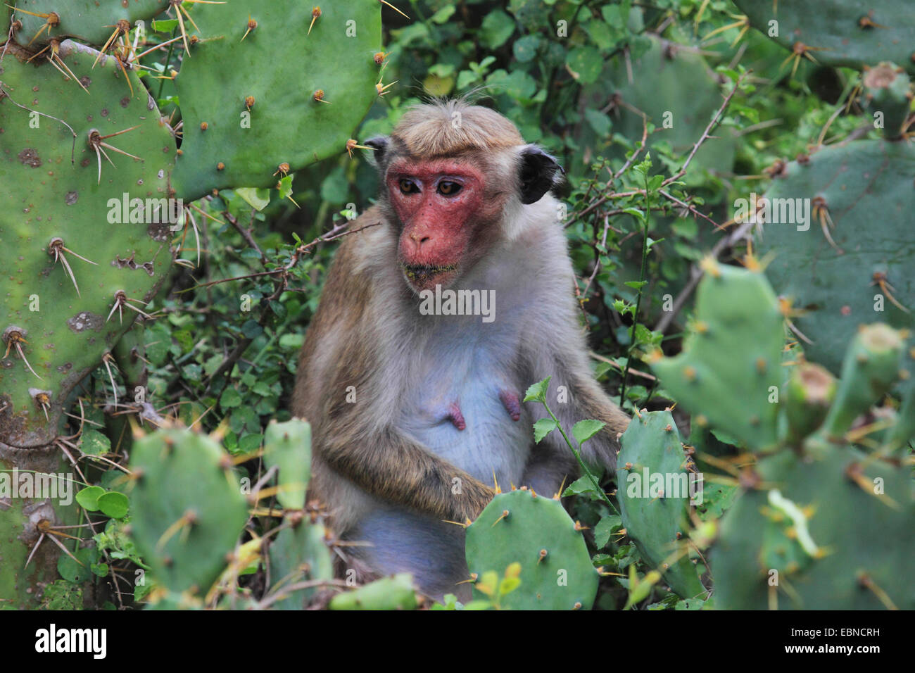Toque macaque (Macaca sinica), seduta in un roveto tra opuntias, Sri Lanka, Bundala National Park Foto Stock
