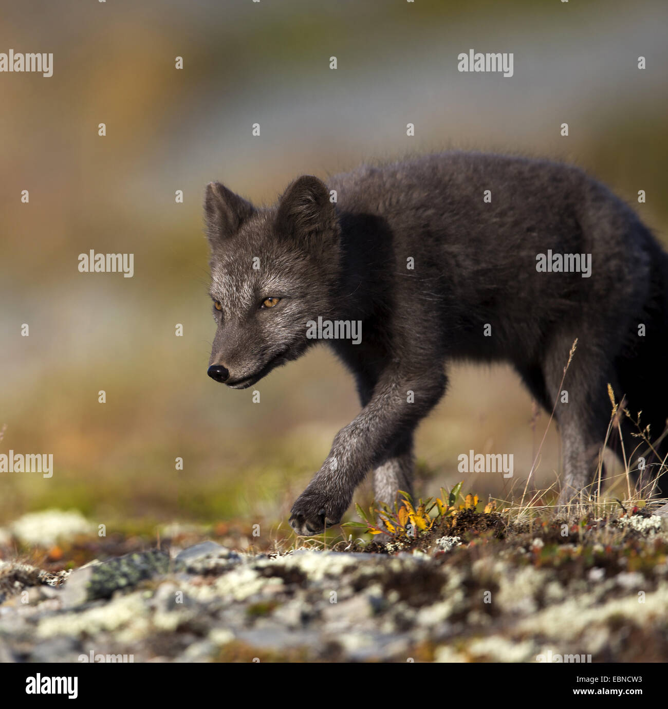 Volpe Artica, volpe polare (Alopex lagopus, Vulpes lagopus), Black Arctic Fox rovistando, Norvegia, Oppdal Foto Stock