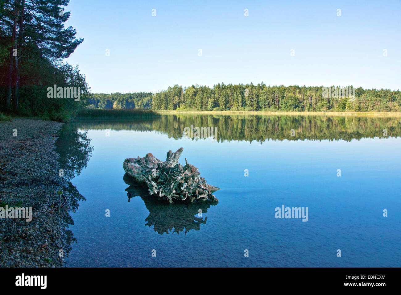 Paesaggio presso il lago di lontra con la vecchia radice in acqua, in Germania, in Baviera, Alta Baviera, Baviera superiore Foto Stock