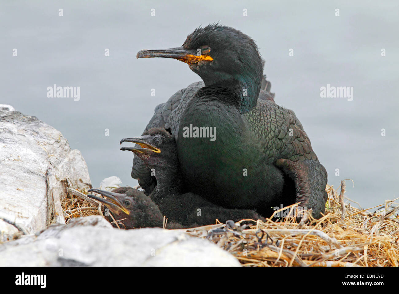 Il marangone dal ciuffo (phalacrocorax aristotelis), con pulcini nel nido, Regno Unito, Inghilterra, Northumberland, Isola di pinzatura Foto Stock