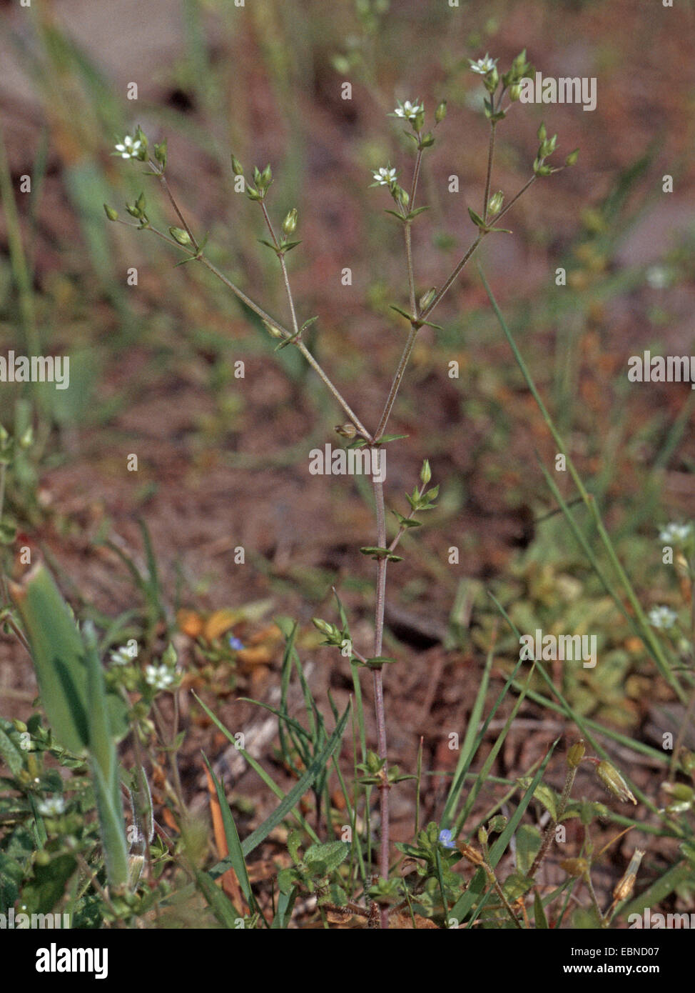 Il timo-lasciava sandwort, Timo foglia (sandwort Arenaria serpyllifolia), fioritura, Germania Foto Stock