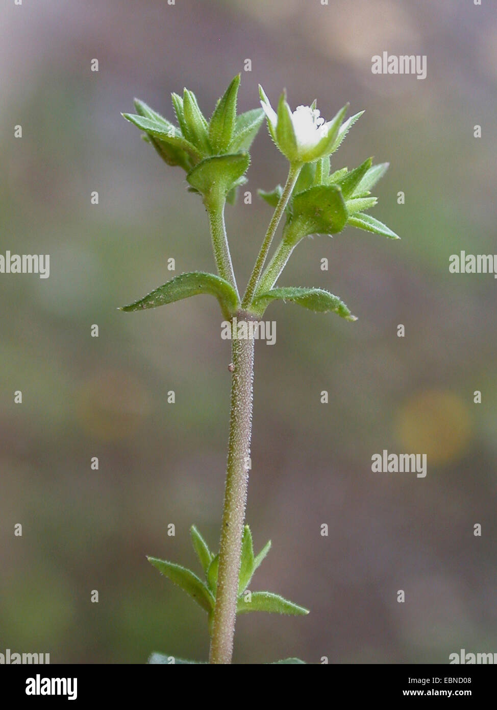 Il timo-lasciava sandwort, Timo foglia (sandwort Arenaria serpyllifolia), infiorescenza, Germania Foto Stock