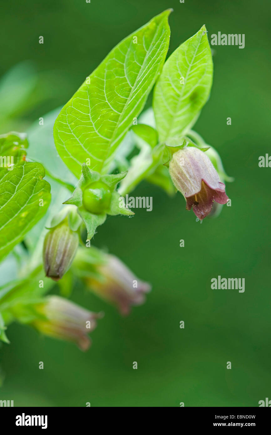 La mortale Nightshade (Atropa bella-donna, atropa belladonna), fioritura, Germania Foto Stock