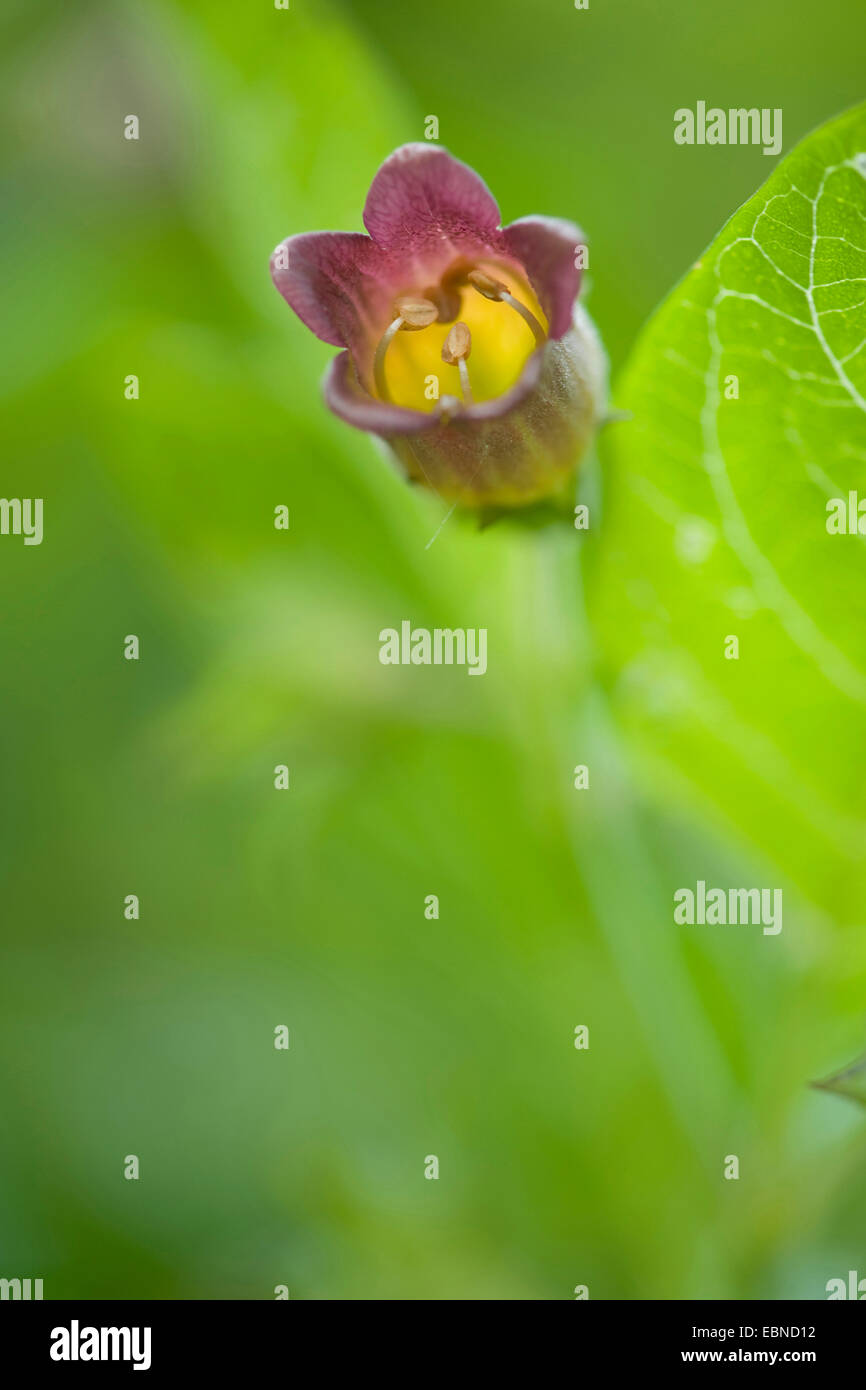 La mortale Nightshade (Atropa bella-donna, atropa belladonna), fioritura, Germania Foto Stock
