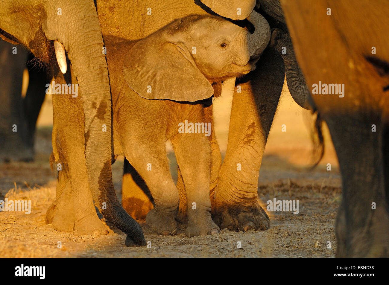 Elefante africano (Loxodonta africana), protetto baby elephant in mezzo al branco, Botswana Chobe National Park Foto Stock