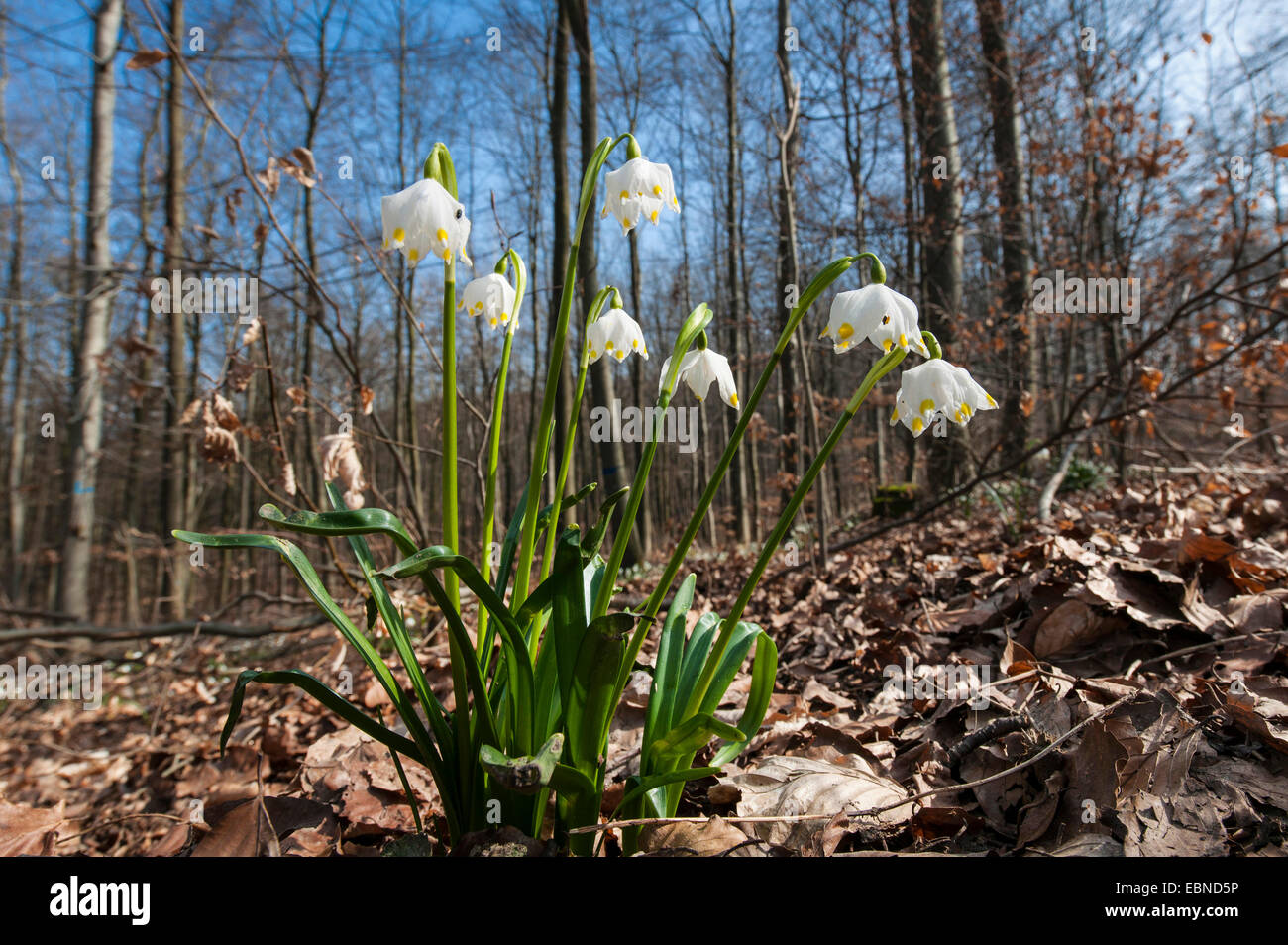 Il simbolo del fiocco di neve di primavera (Leucojum vernum), piante selvatiche blooming, Germania Foto Stock