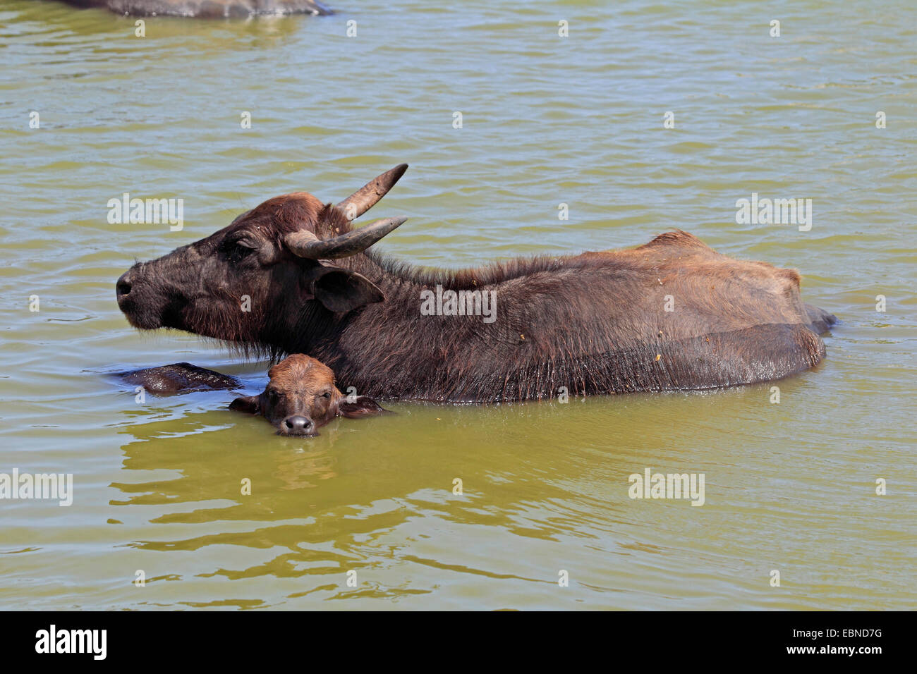 Asian bufalo d'acqua, wild water buffalo, carabao (Bubalus bubalis, Bubalus arnee), con vitello, Sri Lanka, Udawalawe parco nazionale Foto Stock