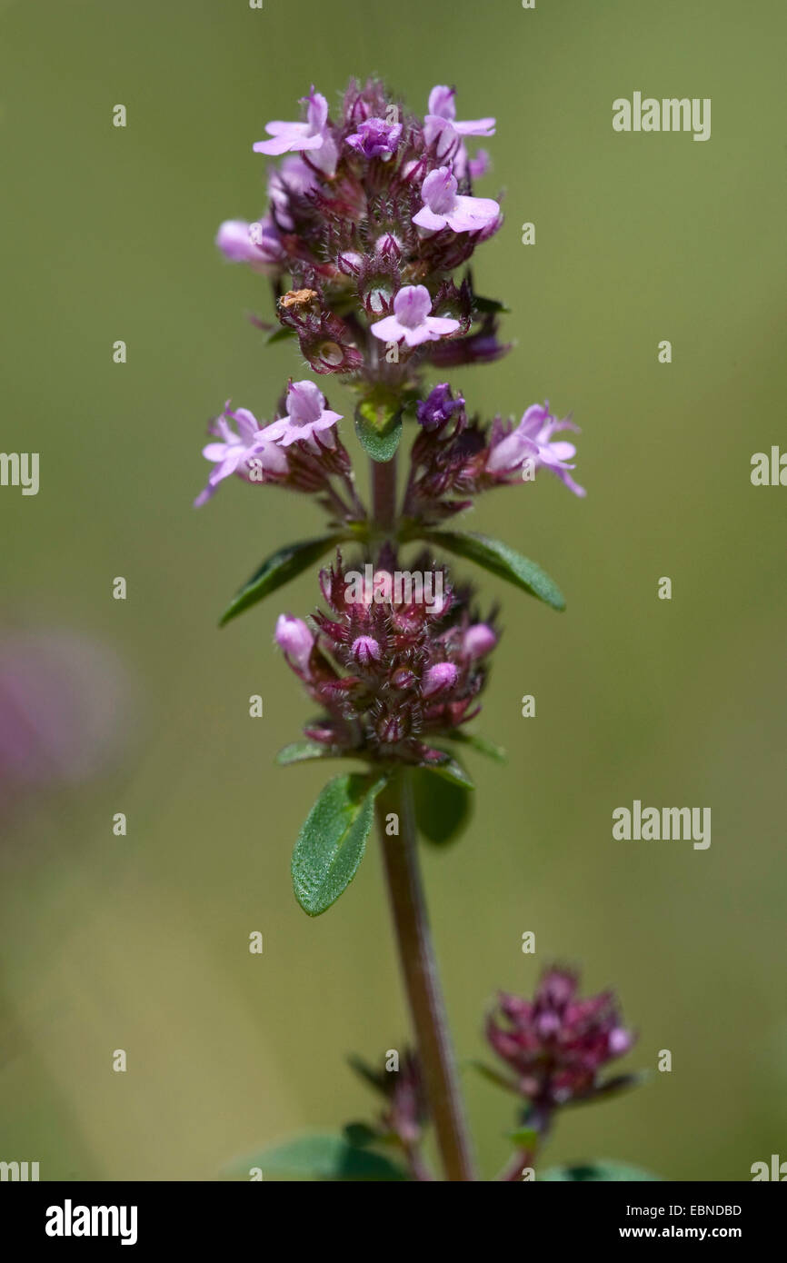 Broad-Leaved Timo, Dot pozzetti Timo strisciante, Grandi Timo, limone timo, Madre di Timo, Timo Serpillo (Thymus pulegioides), infiorescenza, Svizzera Foto Stock