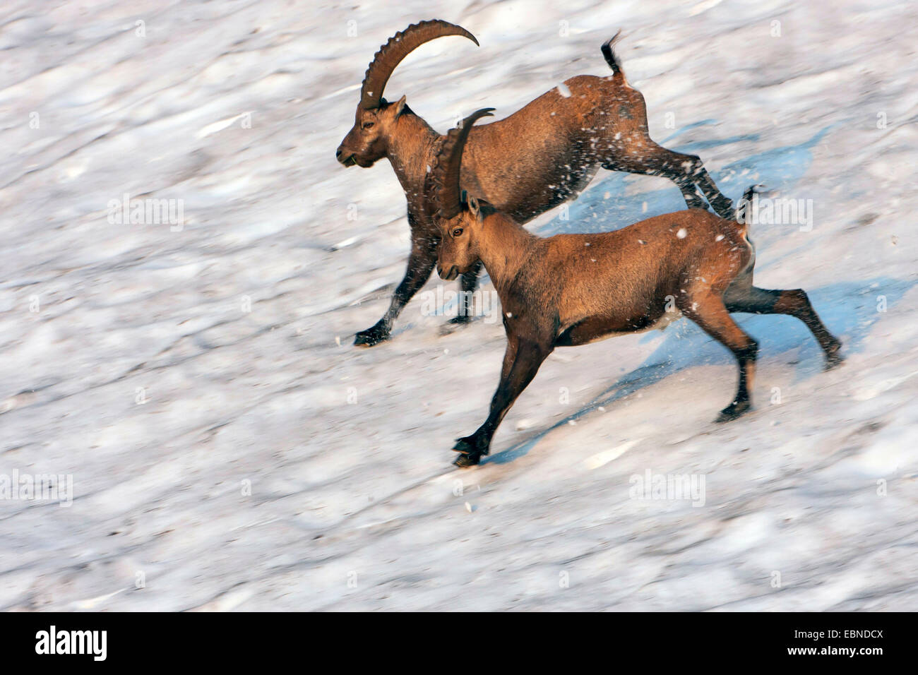 Stambecco delle Alpi (Capra ibex, Capra ibex ibex), Due stambecchi che attraversa un snowfield nella luce del mattino, Svizzera, Toggenburgo, Chaeserrugg Foto Stock