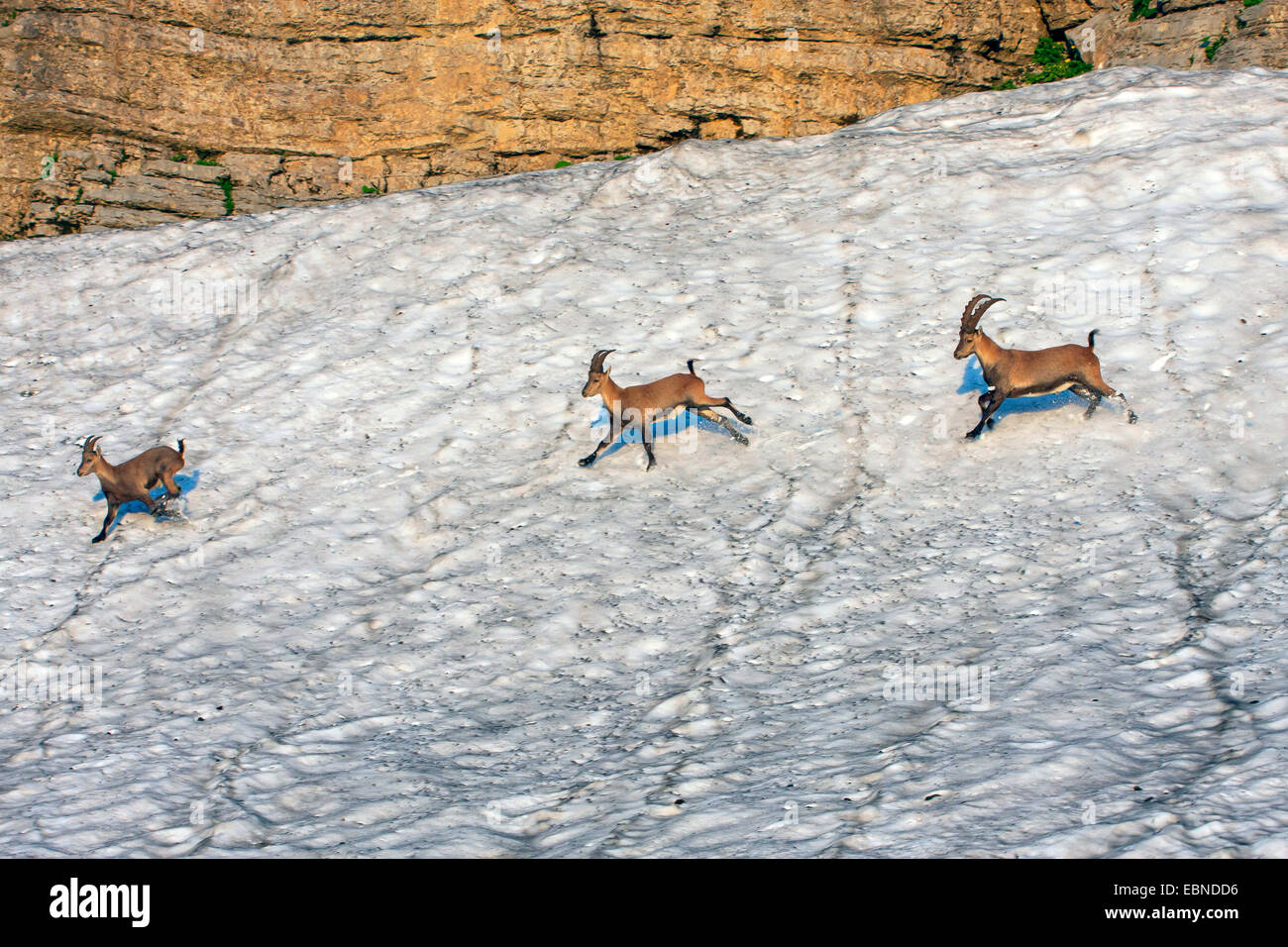 Stambecco delle Alpi (Capra ibex, Capra ibex ibex), tre stambecchi attraversando un snowfield nella luce del mattino, Svizzera, Toggenburgo, Chaeserrugg Foto Stock