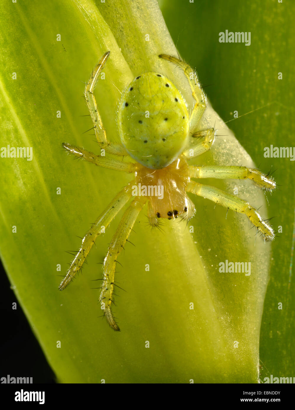 Gourd spider, zucca spider (Araniella cucurbitina, Araneus cucurbitinus), animale giovane seduto a un germoglio di fiore, GERMANIA Baden-Wuerttemberg Foto Stock