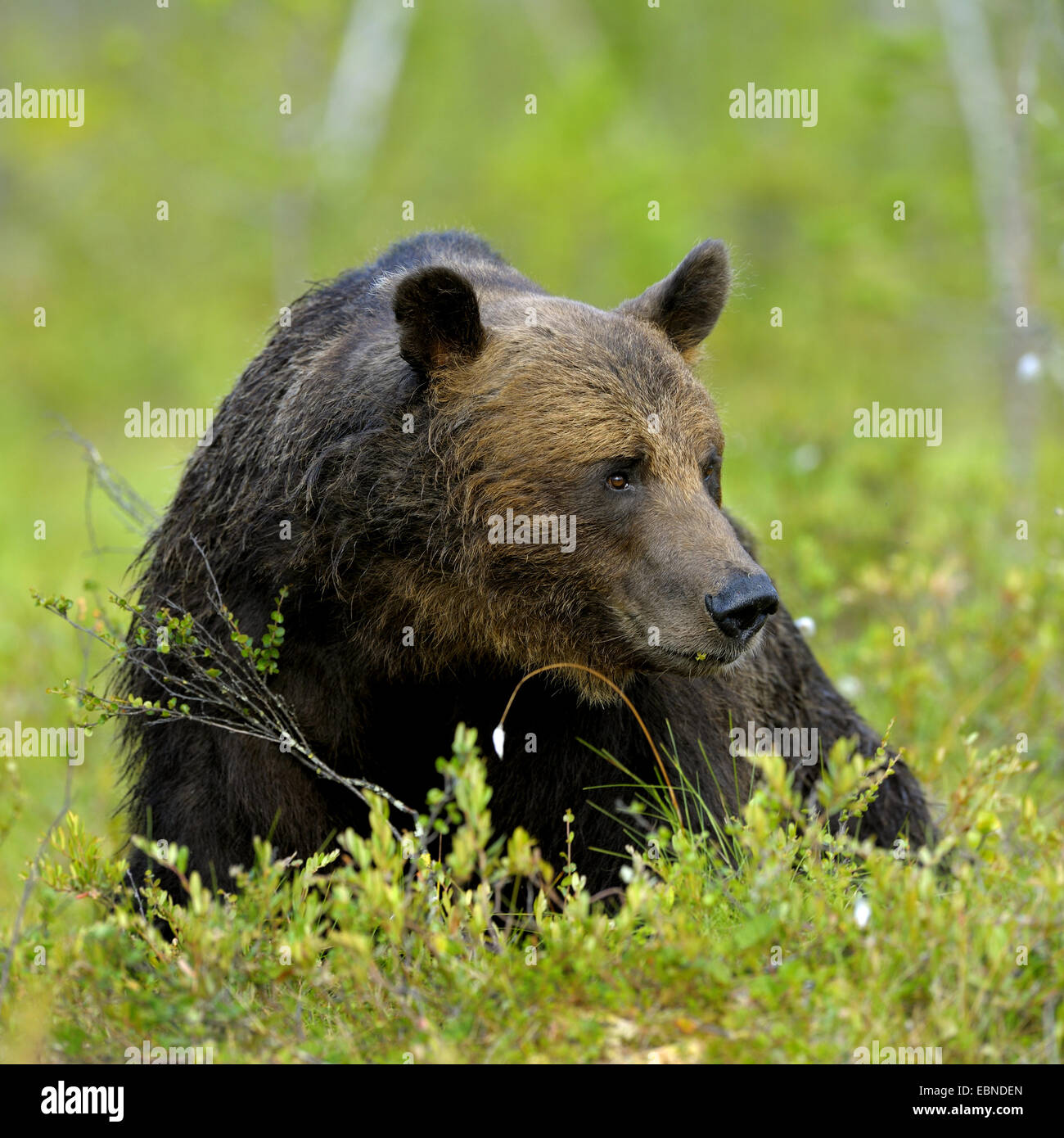 Unione l'orso bruno (Ursus arctos arctos), maschio adulto giacente in un prato, Finlandia Foto Stock