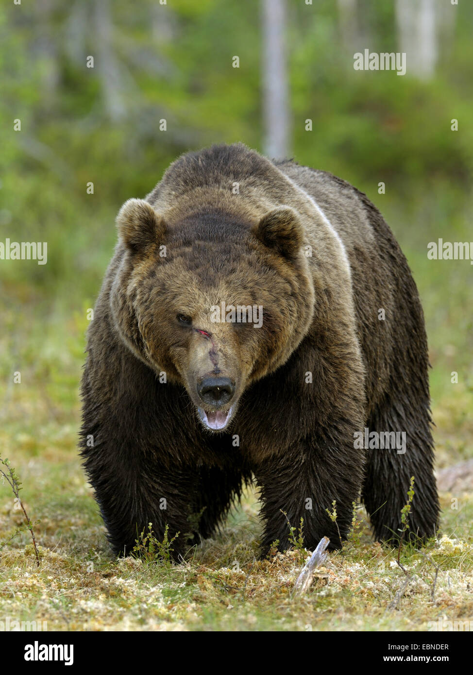 Unione l'orso bruno (Ursus arctos arctos), maschio adulto che fissano, Finlandia Foto Stock