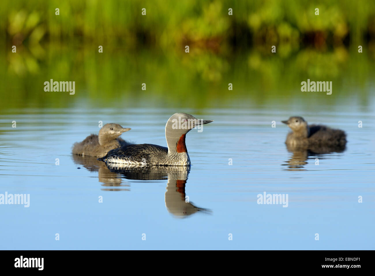 Rosso-throated diver (Gavia stellata), uccello adulto nuoto con due uccelli giovani nella luce della sera, Finlandia Foto Stock