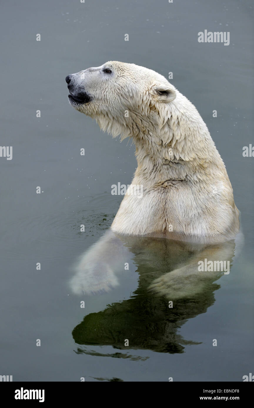 Orso polare (Ursus maritimus), maschio adulto in acqua il fissaggio Foto Stock