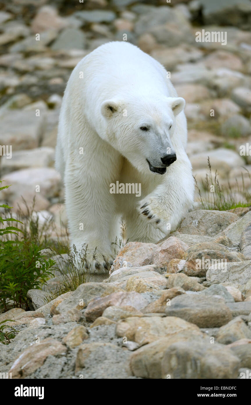 Orso polare (Ursus maritimus), femmina adulta Foto Stock