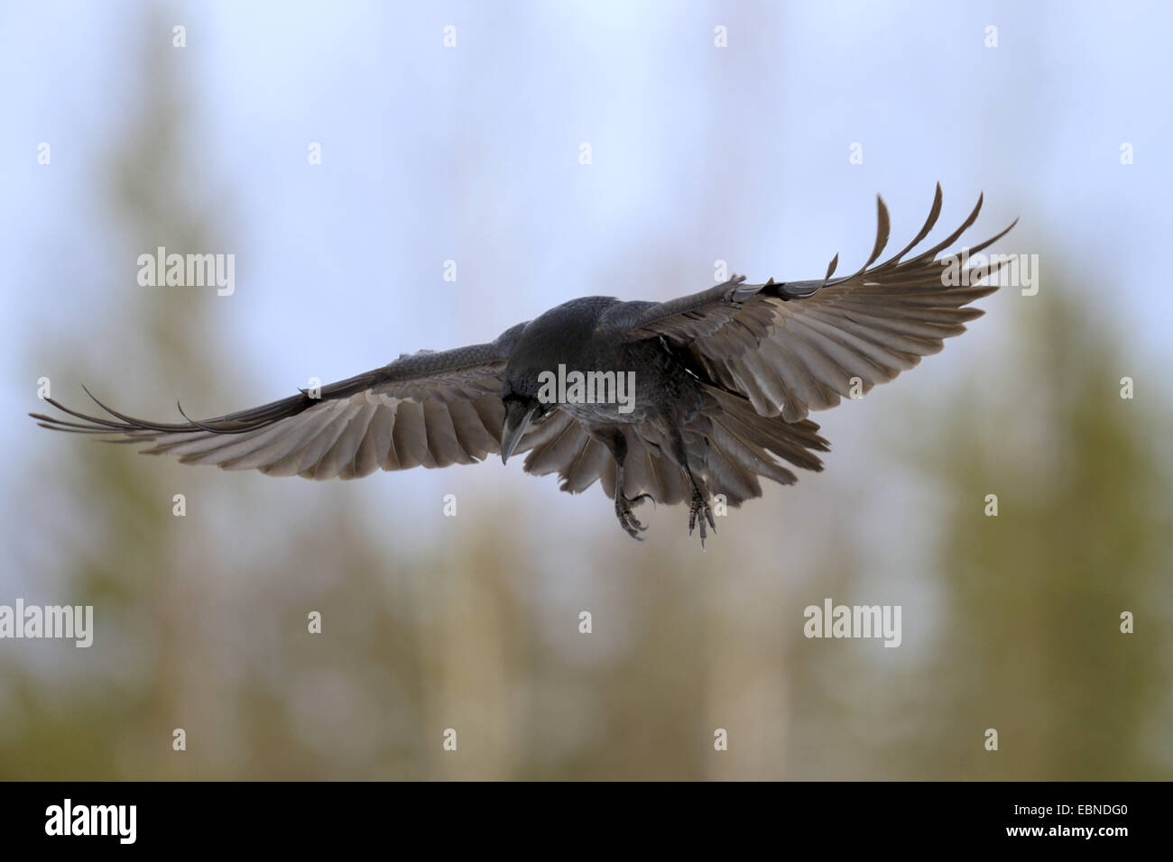 Comune di corvo imperiale (Corvus corax), in volo, Finlandia Foto Stock
