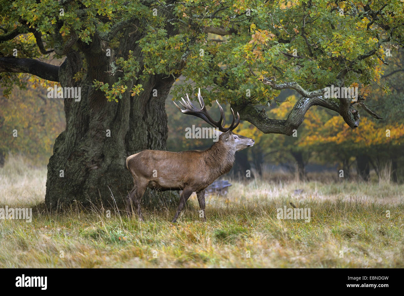 Il cervo (Cervus elaphus), imponenti feste di addio al celibato in piedi sotto una vecchia quercia, Danimarca Foto Stock
