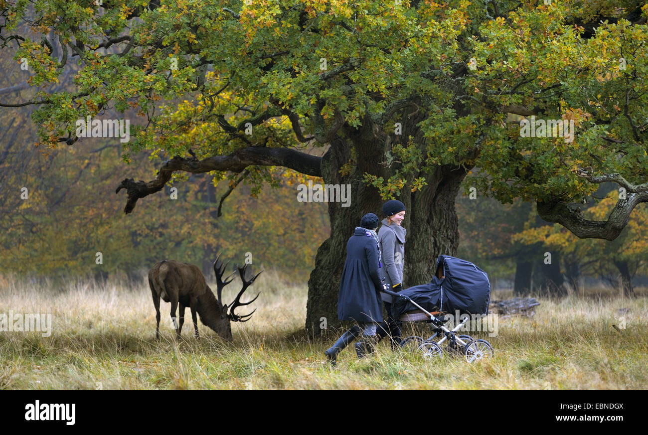 Il cervo (Cervus elaphus), navigazione ghiande sotto una quercia antica accanto ramblers, due giovani donne con un passeggino, Danimarca Foto Stock