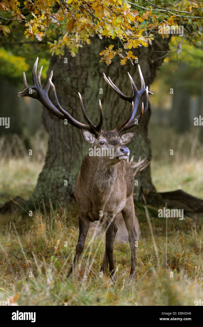 Il cervo (Cervus elaphus), impressionante stag nel tardo autunno sotto una vecchia quercia in condizioni di tempo piovoso, Danimarca Foto Stock