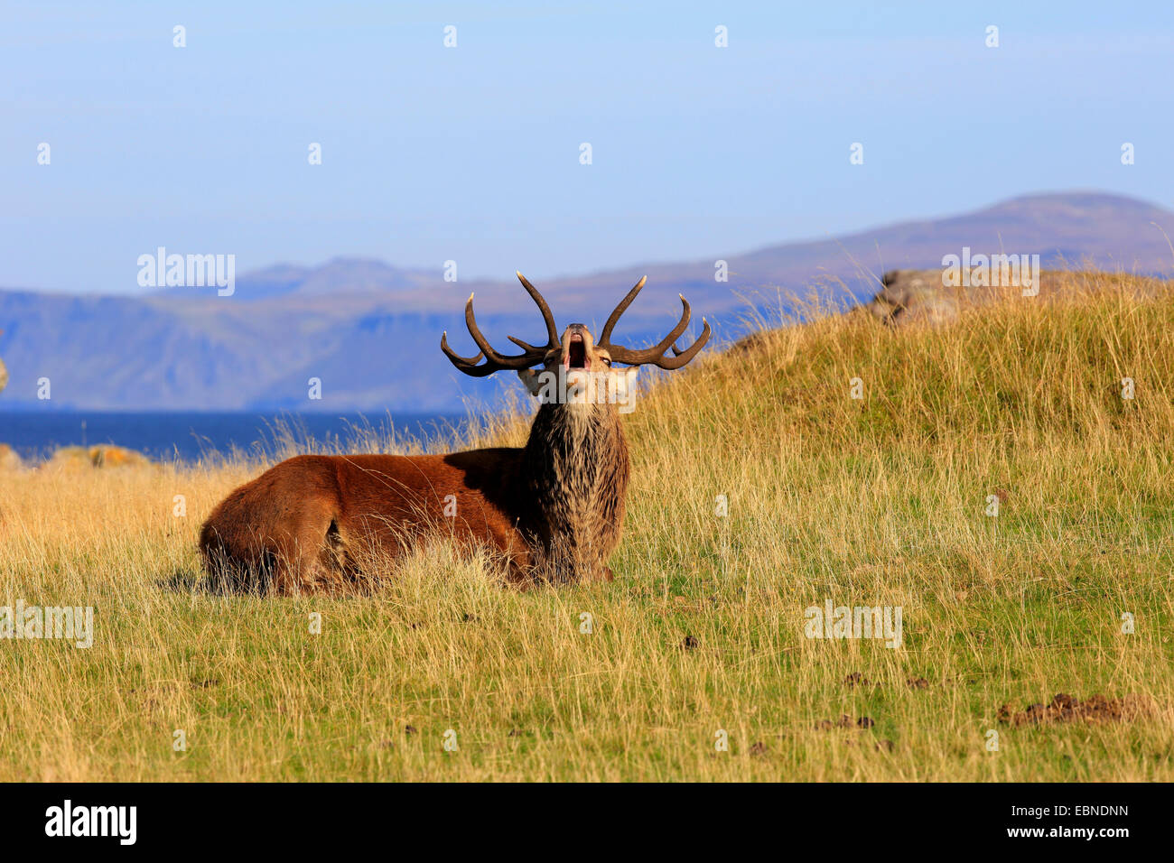 Il cervo (Cervus elaphus), rumoreggianti stag, Regno Unito, Scozia, Isola di Rum, Kilmory Foto Stock