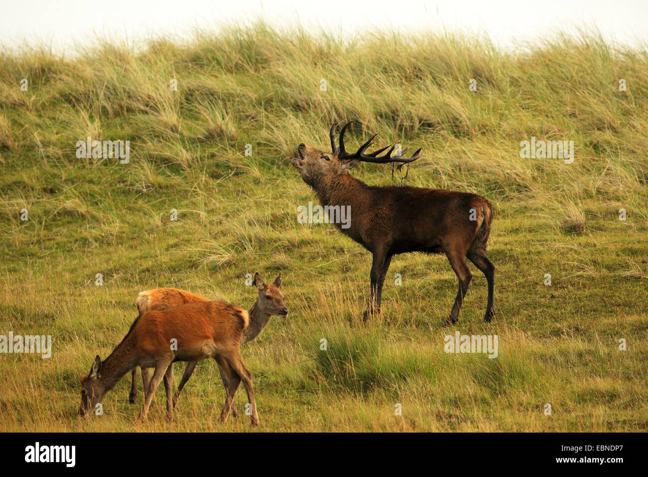 Il cervo (Cervus elaphus), rumoreggianti stag con due cerve, Regno Unito, Scozia, Isola di Rum, Kilmory Foto Stock