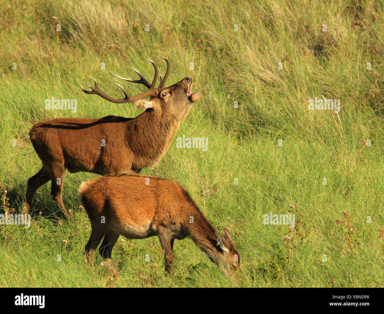 Il cervo (Cervus elaphus), rumoreggianti stag con alimentazione di Hind, Regno Unito, Scozia, Isola di Rum, Kilmory Foto Stock