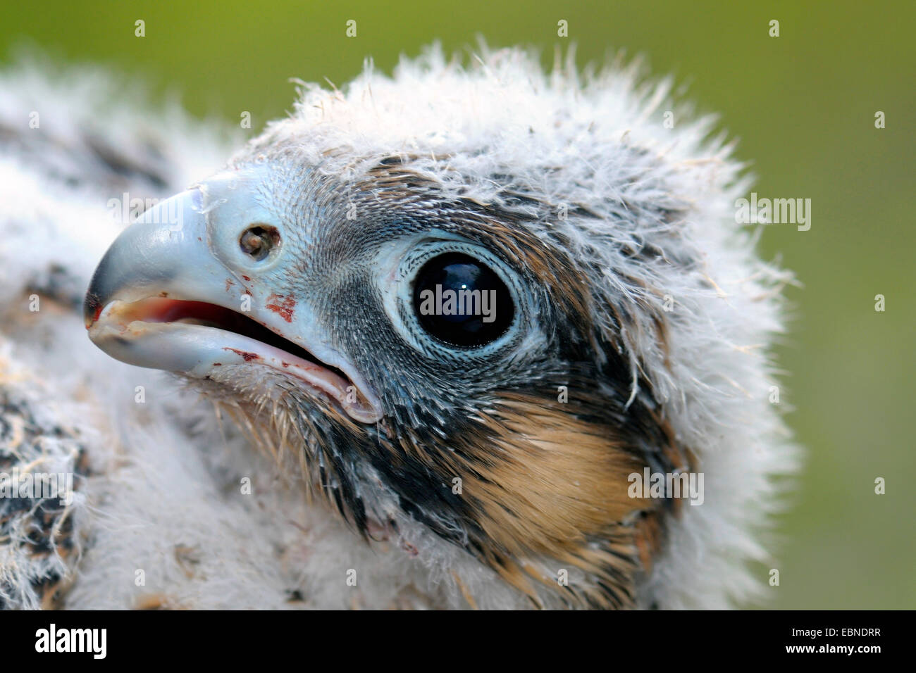 Falco pellegrino (Falco peregrinus), 24 giorni fledgeling, ritratto, GERMANIA Baden-Wuerttemberg Foto Stock