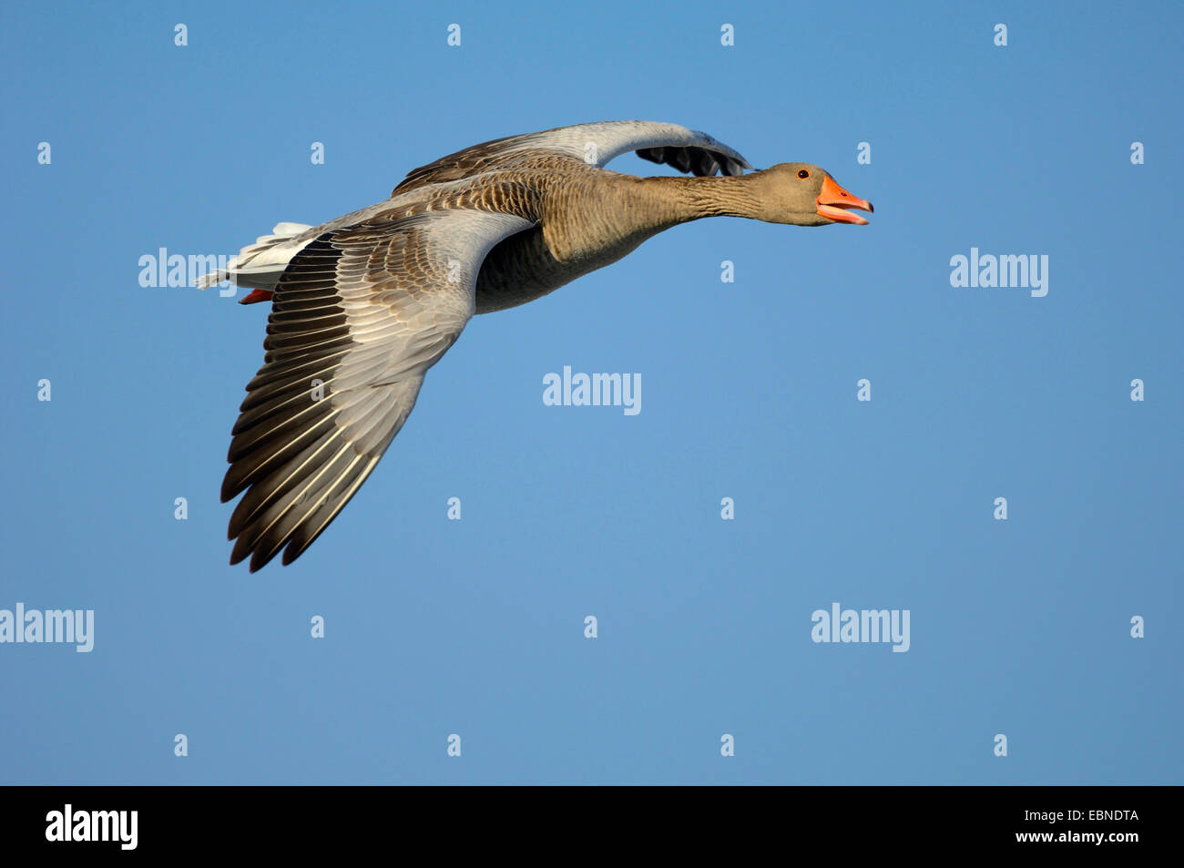 Graylag goose (Anser anser), volare in primo leggero, in Germania, in Baviera Foto Stock