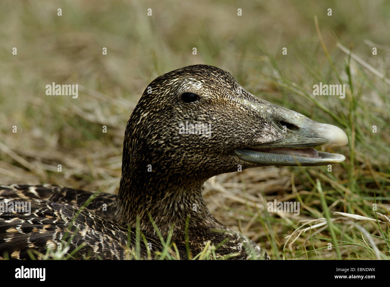 Eider comune (Somateria mollissima), il ritratto di una femmina di chiudere con open bill, Regno Unito, Inghilterra, Northumberland Foto Stock