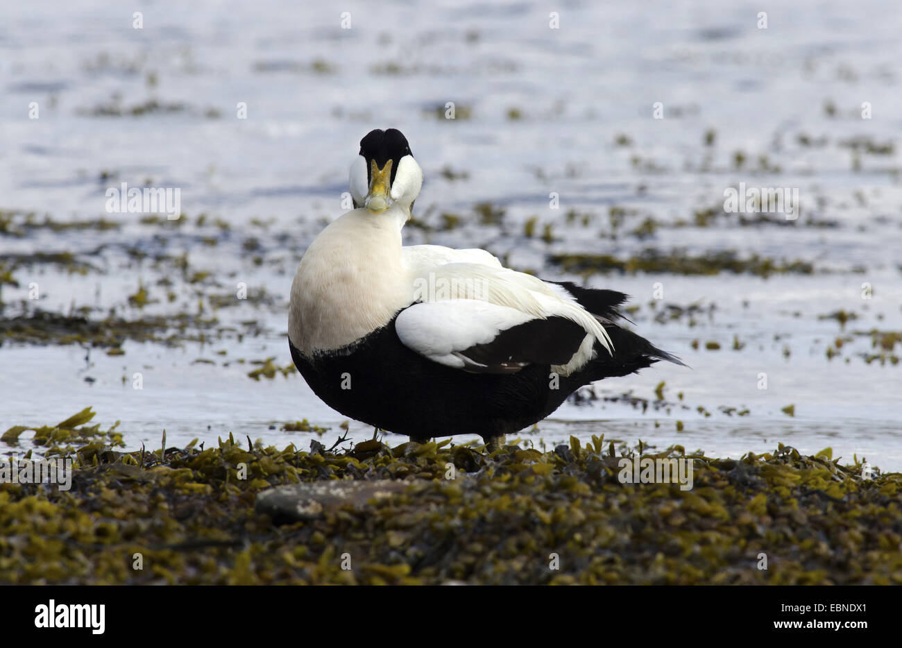 Eider comune (Somateria mollissima), maschio in piedi la foreshore alghe , Regno Unito, Inghilterra, Northumberland Foto Stock