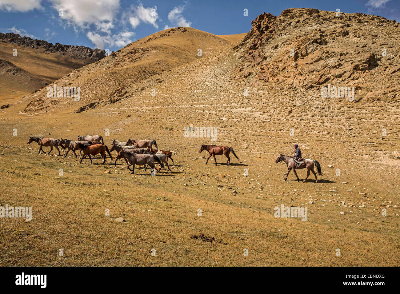 Cavalli domestici (Equus przewalskii f. caballus), allevamento di cavalli e drover nella steppa collinare, Kirghizistan, Naryn, Tash Rabat Foto Stock