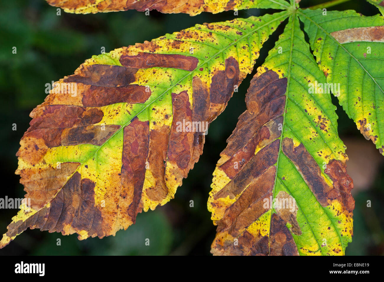 Ippocastano leafminer (Cameraria ohridella), castagno foglie danneggiate da burrows del bruco dell'ippocastano leafminer, Germania Foto Stock