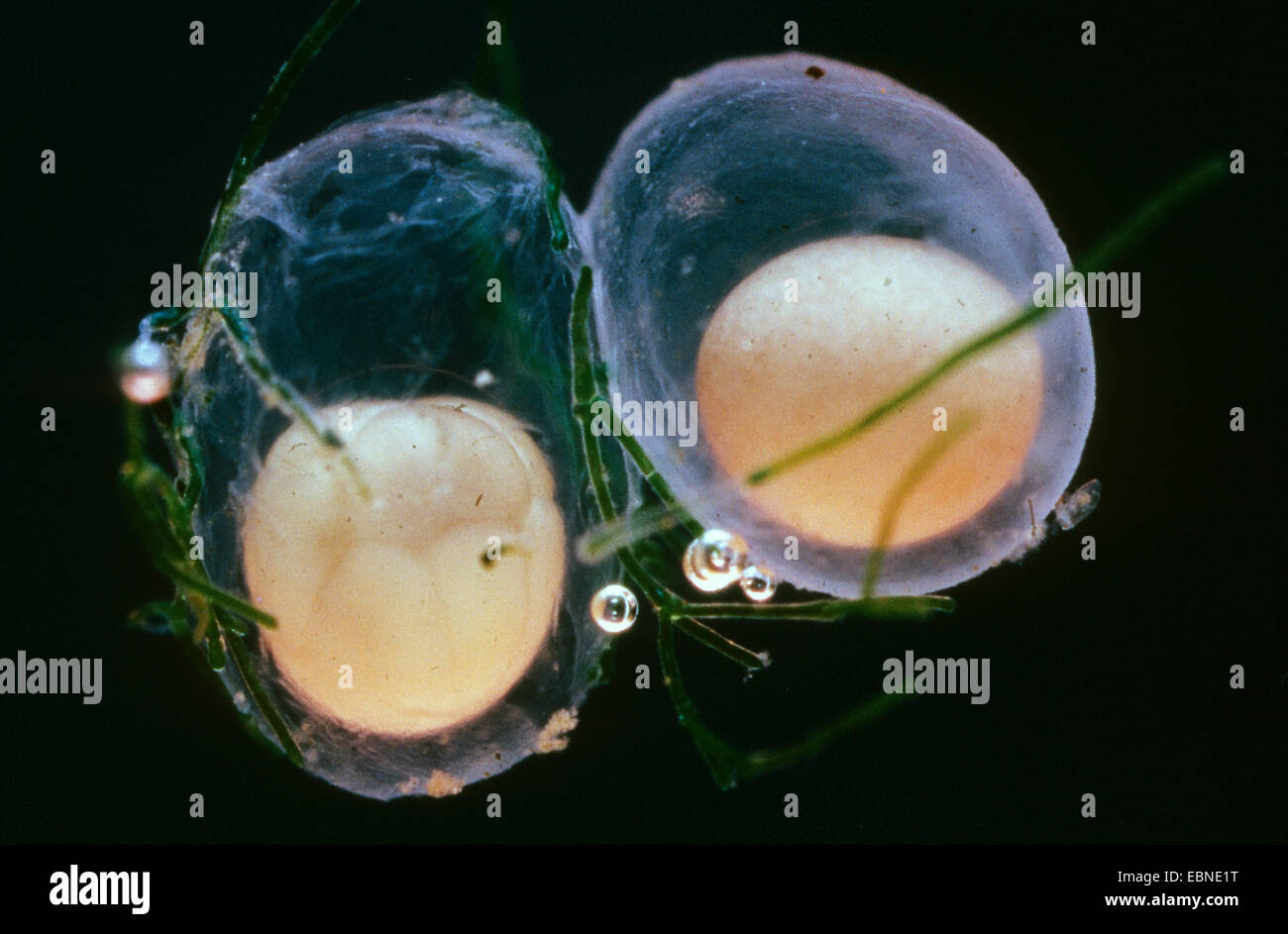 Newt liscia (Triturus vulgaris, Lissotriton vulgaris ), uova, Germania Foto Stock
