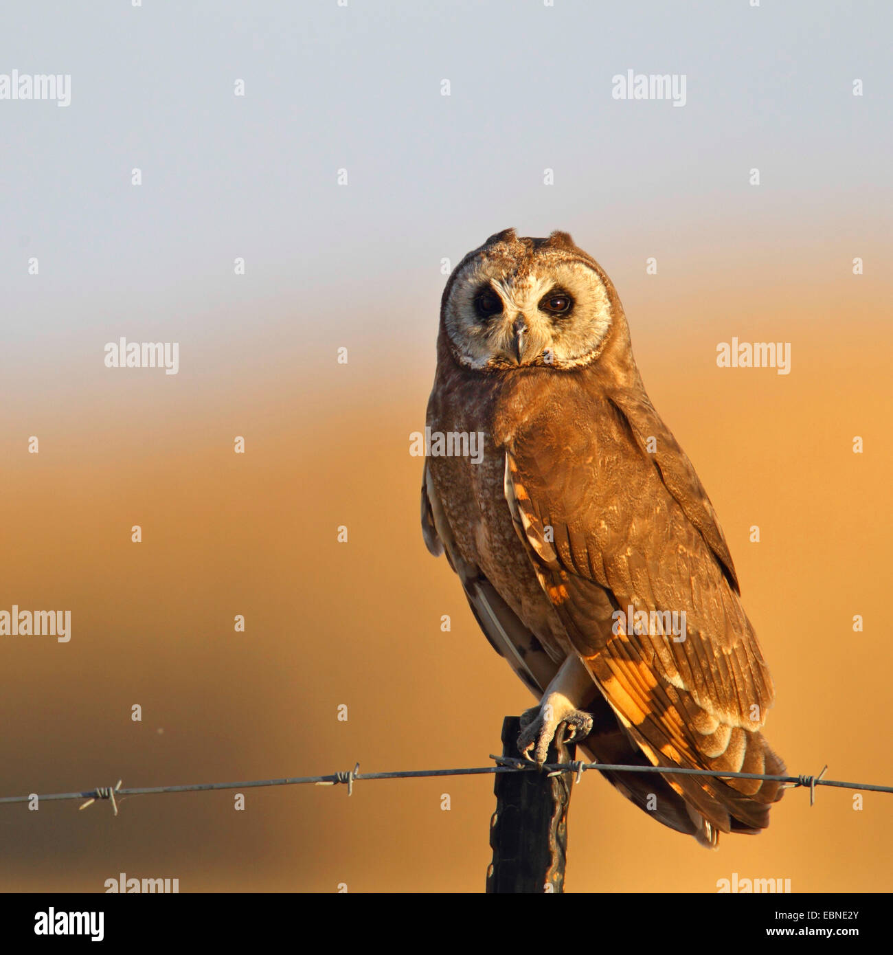 African Marsh Owl (Asio capensis), seduto su un fencepost, Sud Africa, Barberspan Bird Sanctury Foto Stock