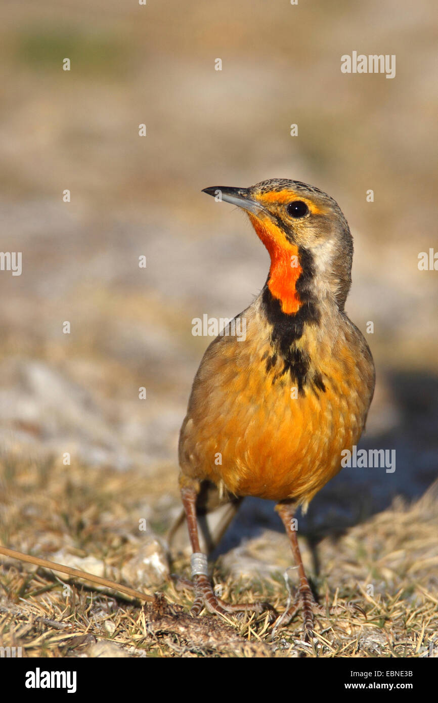 Cape Longclaw (Macronyx capensis), in piedi sul suolo, Sud Africa, Barberspan Bird Sanctury Foto Stock