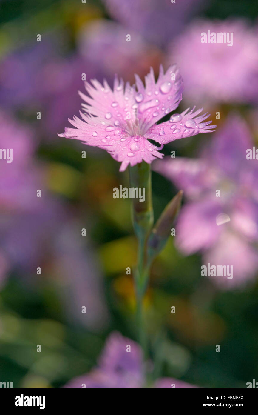 Feathered Pink, Cottage rosa (Dianthus Plumarius), fiore con gocce d'acqua, Germania Foto Stock