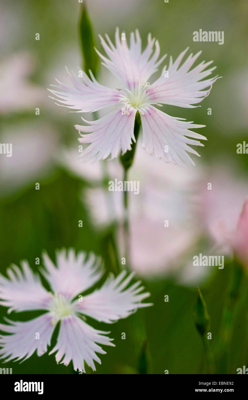 Il simbolo del fiocco di neve fragrante giardino rosa (Dianthus petraeus ssp. petraeus), fiori Foto Stock
