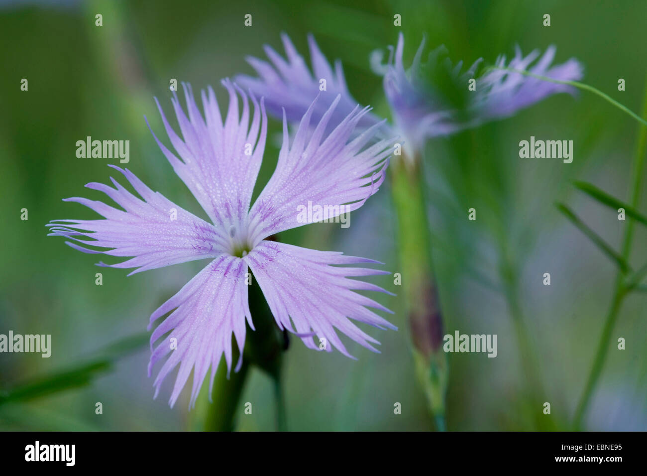 Il simbolo del fiocco di neve fragrante giardino rosa (Dianthus petraeus ssp. petraeus), fiori Foto Stock
